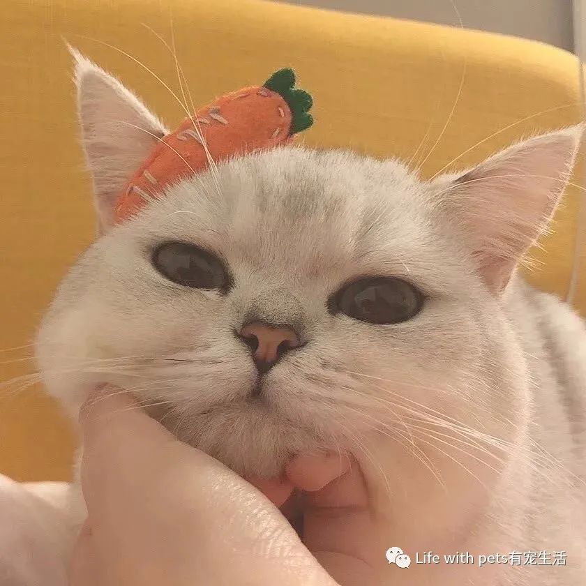 为什么猫狗不可以吃盐,猫狗不吃盐有坏处吗