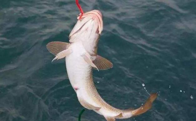 野钓口轻的原因和解决方法,野钓总是被小白条截口