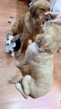 稀奇罕见的狗,很常见的罕见狗