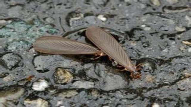 最远古的生物虫,最原始的虫子