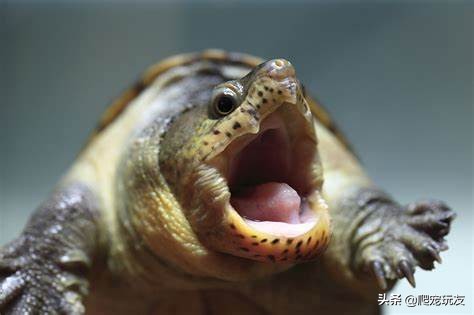 凶猛的蛋龟之王,饲养窄桥蛋龟的几点建议