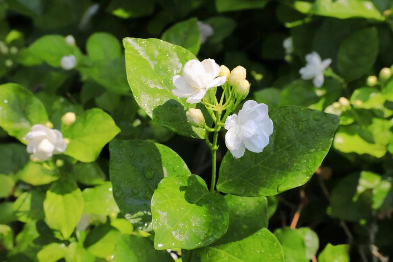 开春后茉莉花怎么养护,茉莉花春季怎么防寒