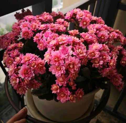 家庭多肉名字怎么取好看,给多肉起什么名字好听