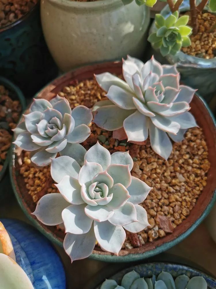 适合北方阳台党养的多肉,适合养在北阳台的多肉