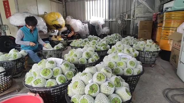 桔臀纹粉蚧,桧柏臀纹粉蚧