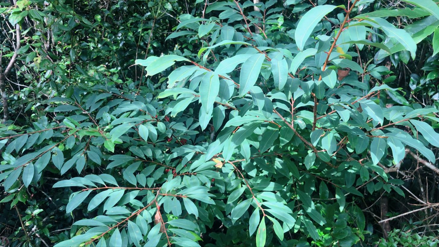东方古柯看着不起眼，叶子却有大用途！山里碰到别不认识当柴砍了