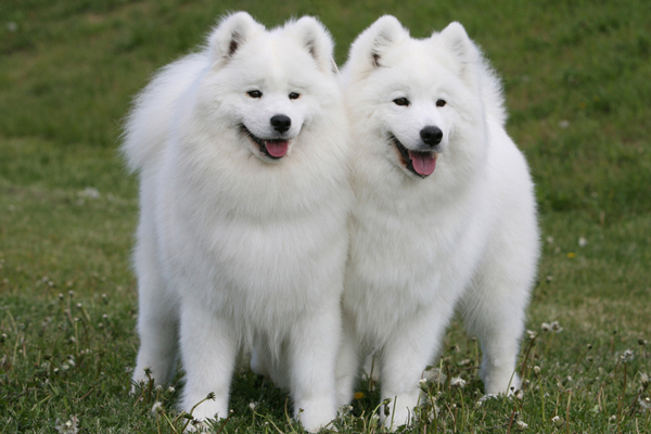 萨摩耶毛发有些黄了,萨摩耶毛黄吃什么