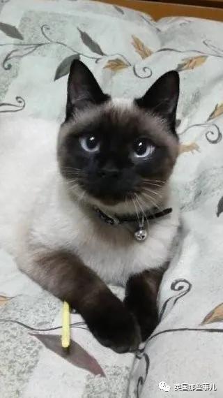 养暹罗猫会得什么病吗,养暹罗猫就像开盲盒