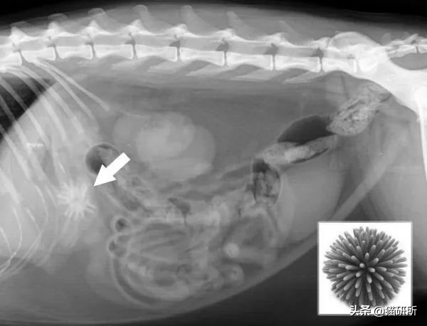 哪些猫咪玩具对小猫有害 (对猫咪有益的玩具)