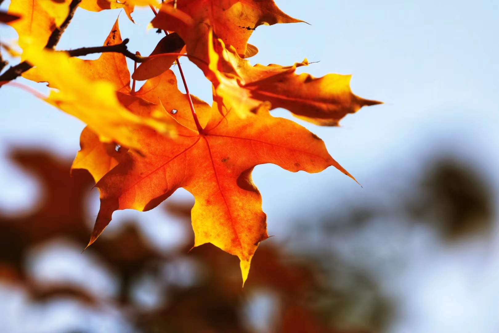 最后一片叶子画,最后一片叶子经典语录