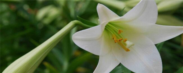 百合开花后剪了还会再长吗,百合开花后怎么留种球