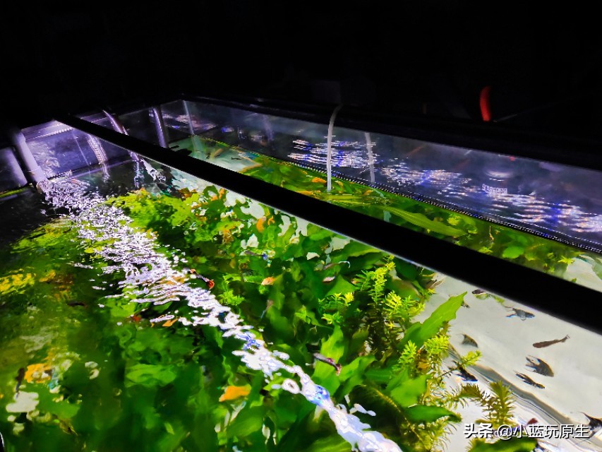 鱼缸爆褐藻的正确方法,鱼缸褐藻怎么彻底消灭最简单方法