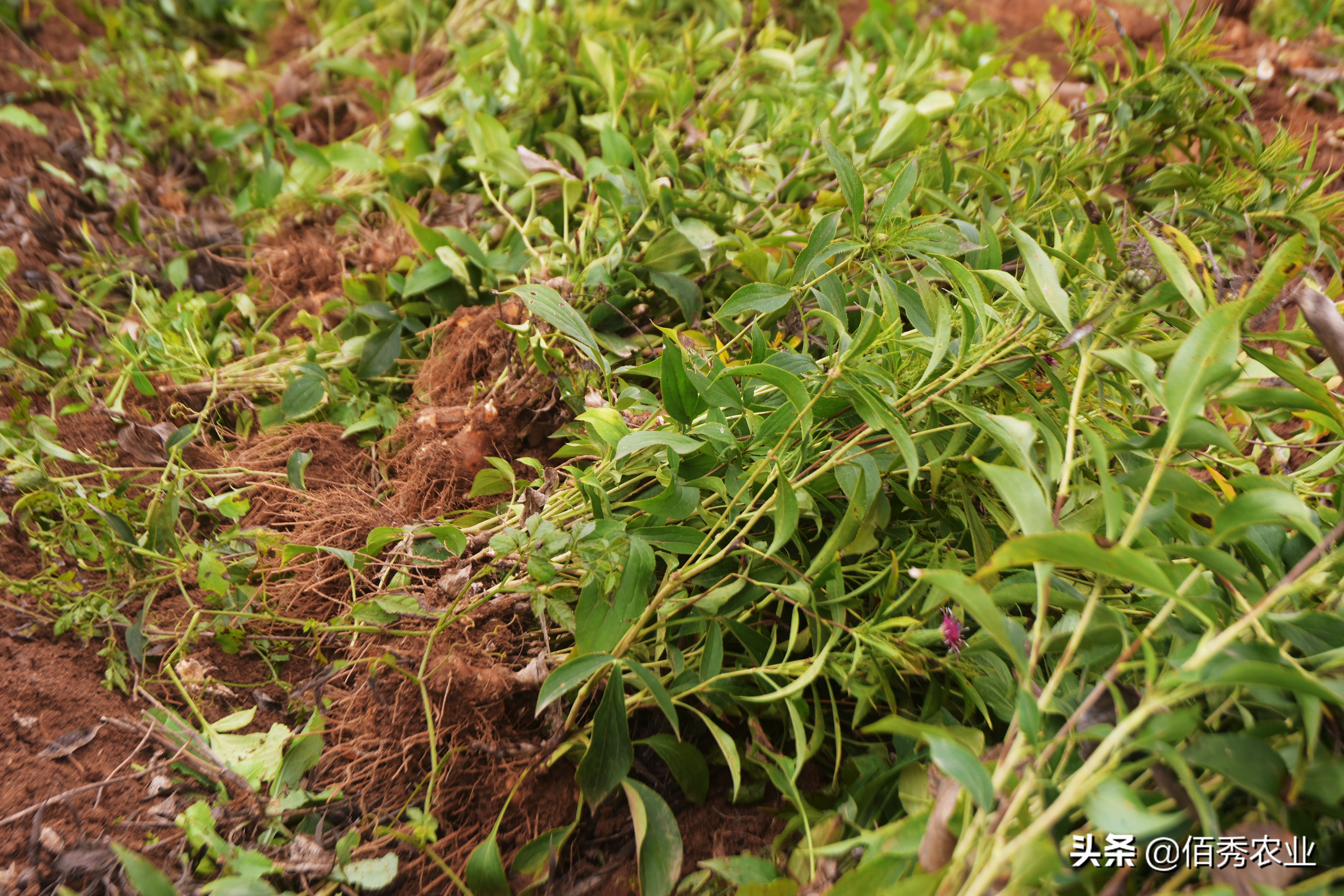 江西省中药材种植什么品种前景好,中药材种植价格平稳的有哪些品种