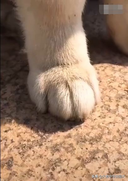 1500块钱买一只哈士奇,网购哈士奇5元一只