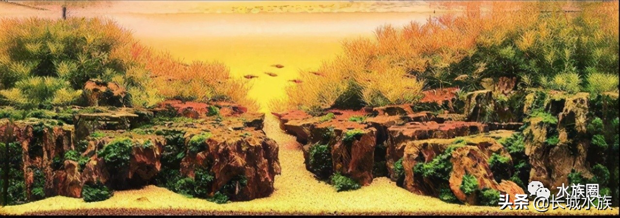 水族市场分析,水族器材行业有前景吗