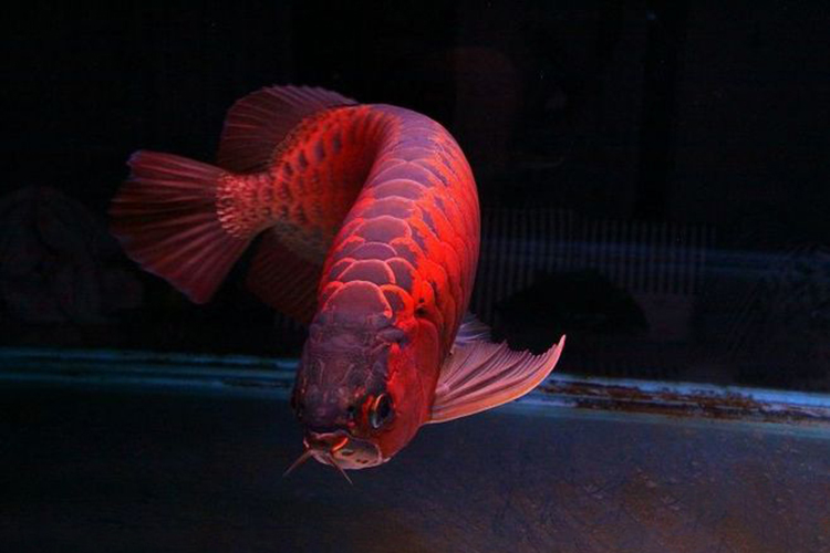 检测水质是智商税吗,龙鱼水质检测标准是多少