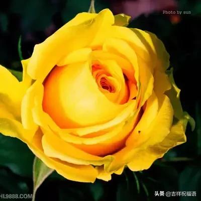 十一朵玫瑰送给好朋友花语,十一朵玫瑰花送给好友