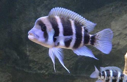 三湖慈鲷名字由来指哪三湖,三湖慈鲷可以和三湖孔雀混养吗