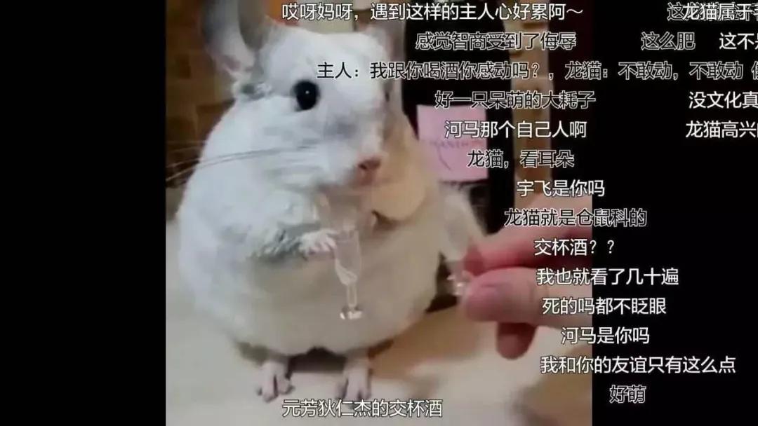 云养殖:喂鸡、种花、养老虎,2020直播电商新风口