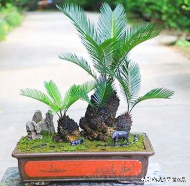 铁树盆景养殖技巧,铁树盆景制作全过程