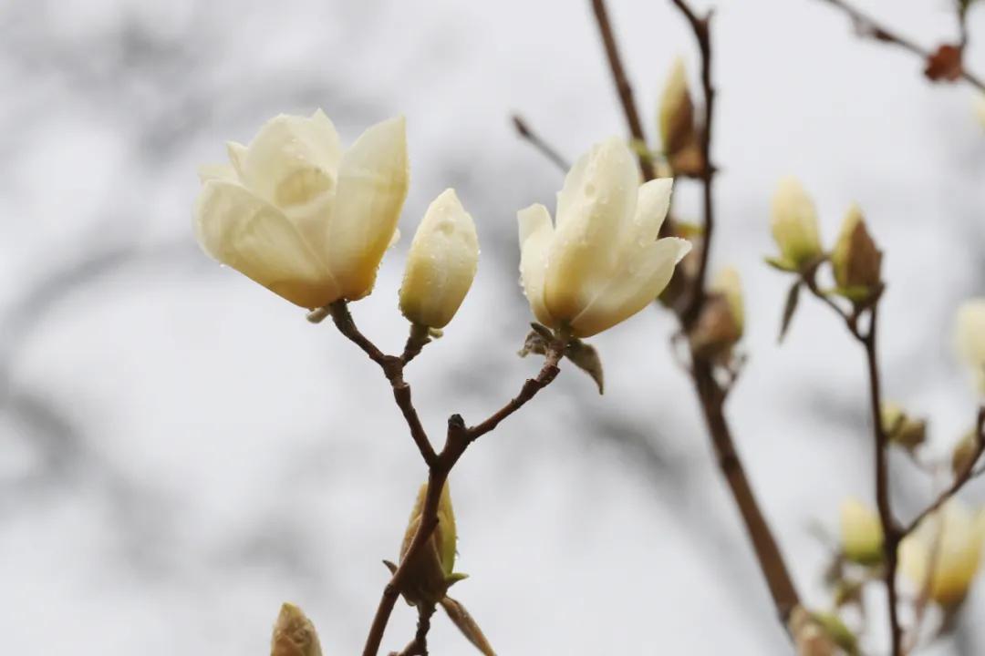 朝阳赏花攻略（建议收藏）