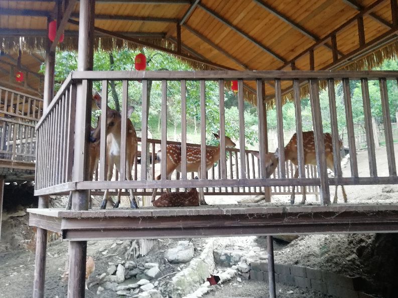 洛阳栾川竹海野生动物园值得去吗,洛阳栾川竹海野生动物园都有什么