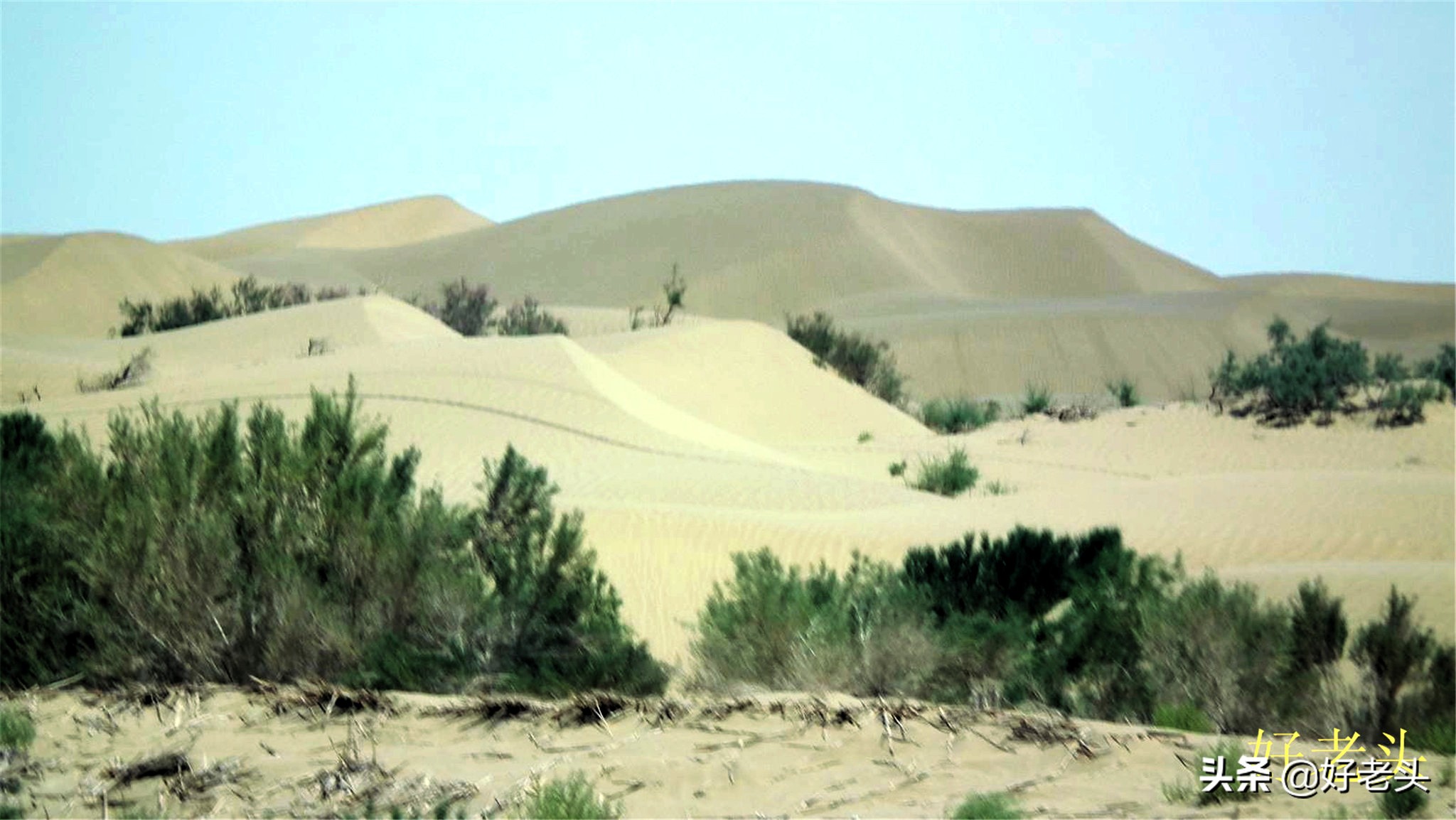 库尔勒轮台胡杨林风景区,胡杨林景区轮台