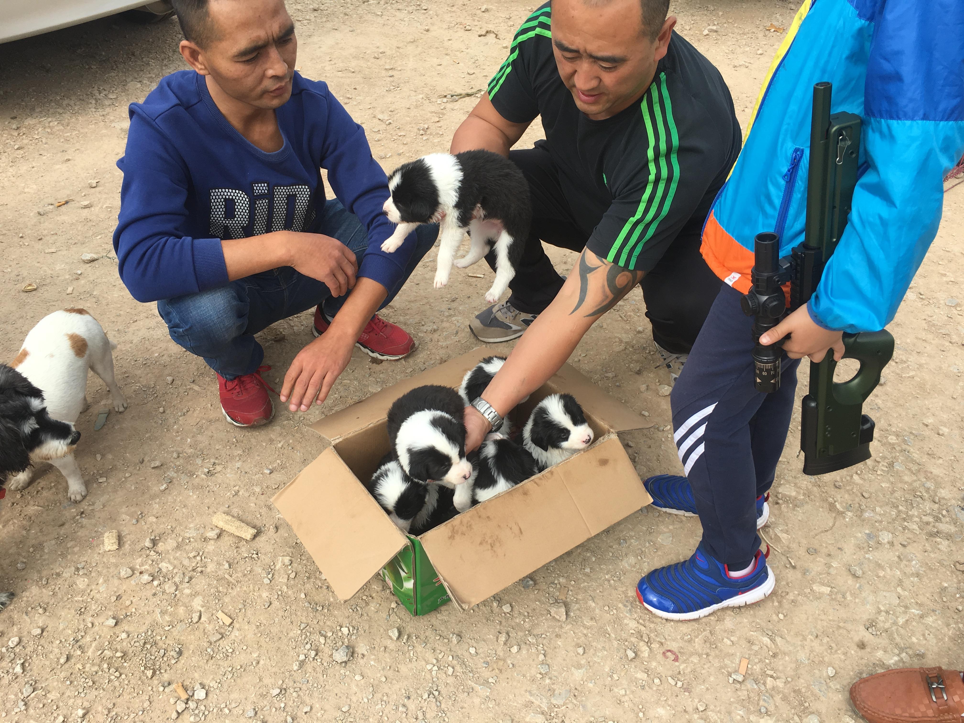 男子买一只狗4000元,开封狗市边境牧羊犬出售