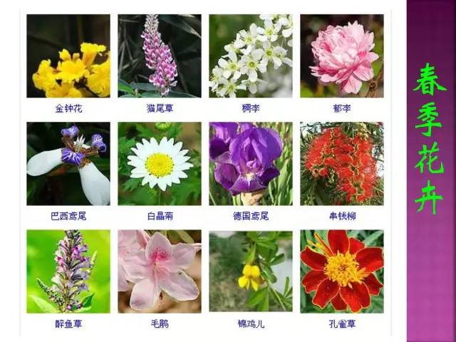 花卉大全500种观叶植物名称,1332种常见花卉植物图谱