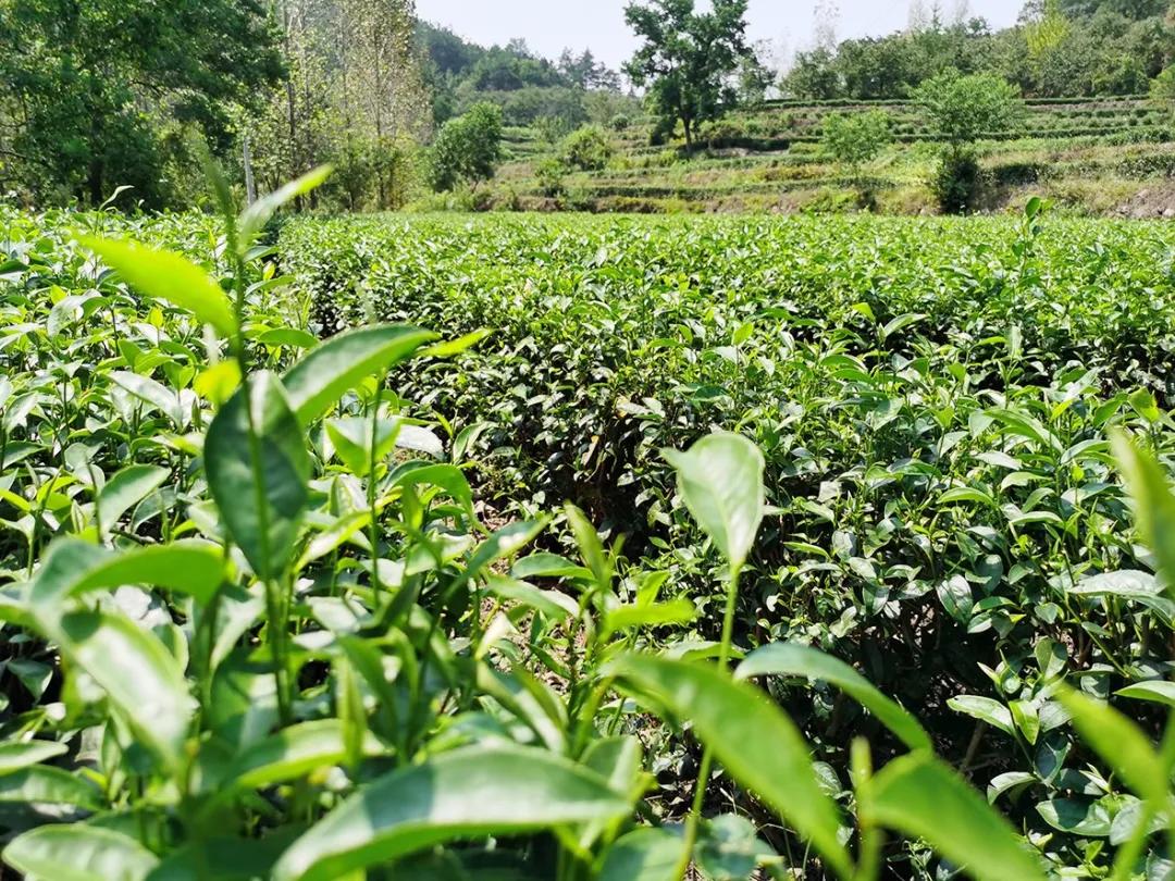 创璞然之茗振麻城茶业