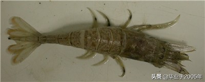 大连什么品种的虾好吃,大连哪里的虾最正宗