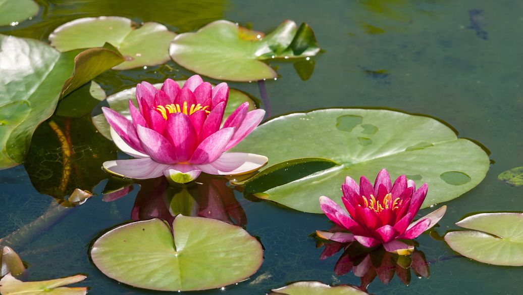 常见花卉养殖总汇,各种花卉植物养殖方法??