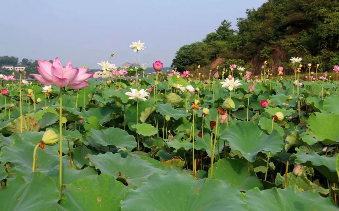 湖南山谷民宿推荐,竹林民宿推荐