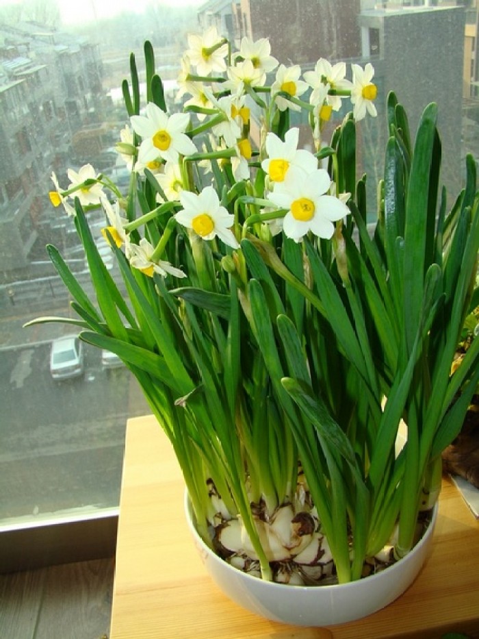 水仙花盆种植方法图解,水仙开完花怎么养种球
