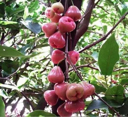 莲雾开花后还能修枝吗,莲雾开花怎么保花保果