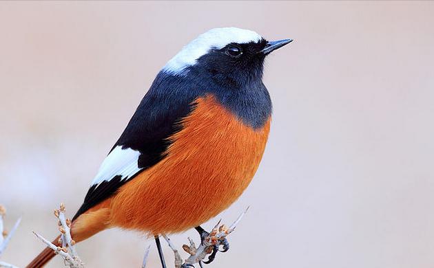 东江揽胜,惠州淡水常见鸟类图谱