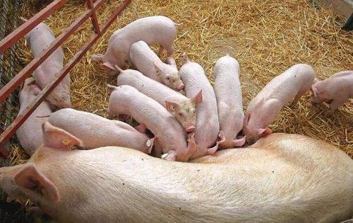 母猪产前便秘还不吃东西了怎么办,养猪技术母猪便秘的8个解决方法