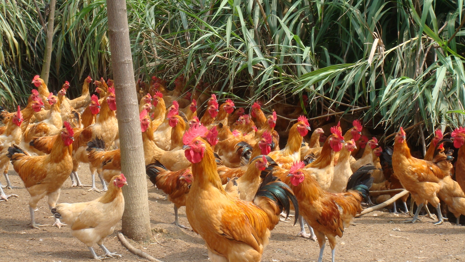 鸡关节肿大什么病,鸡脚肿大用什么药好得快