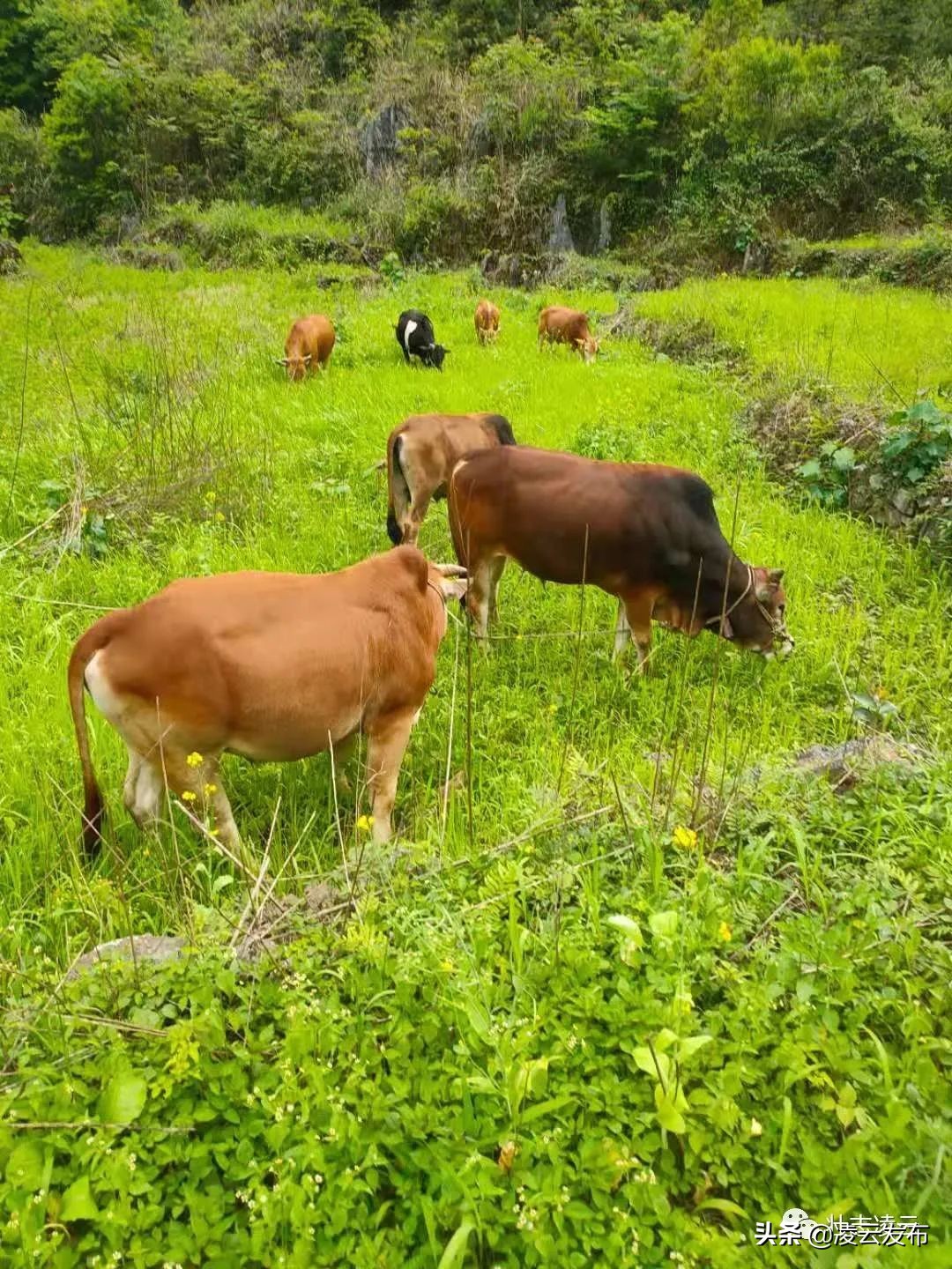 【乡村振兴】专业养牛人的“致富经”