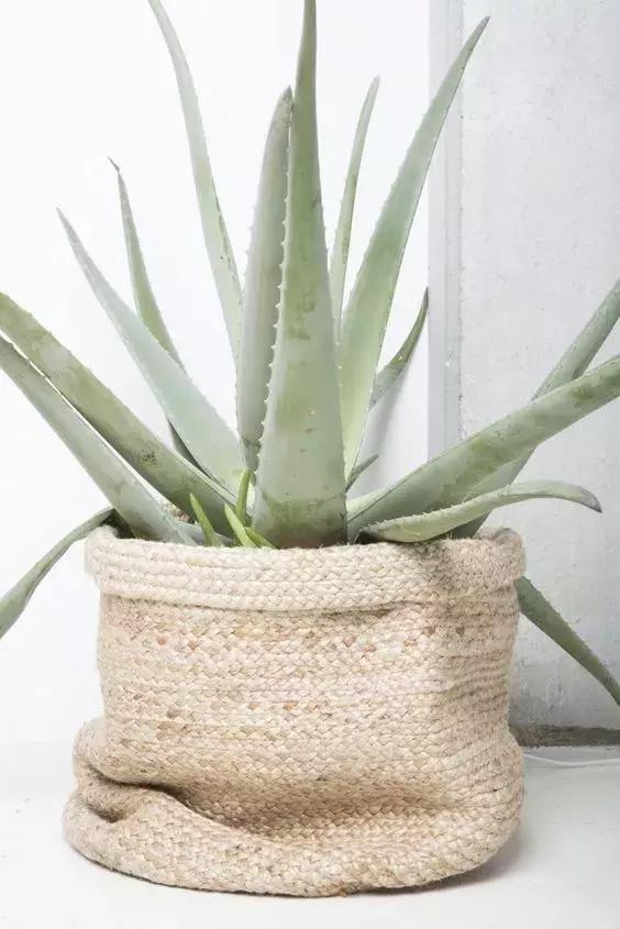 枯死发财树起死回生小妙招,冬天吊兰绿萝发财树怎么养