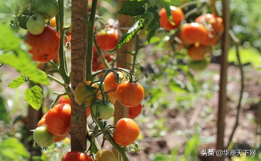 宿迁苗木为什么是神苗,宿迁神苗是真的吗