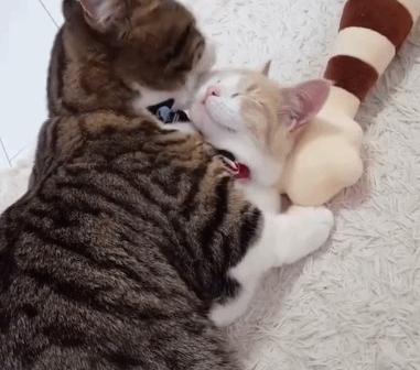 猫咪呕吐处理攻略,猫咪常见的呕吐原因及治疗方法