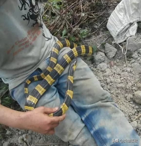 为什么金环蛇没有银环蛇毒性大,金环蛇银环蛇哪种蛇毒性强
