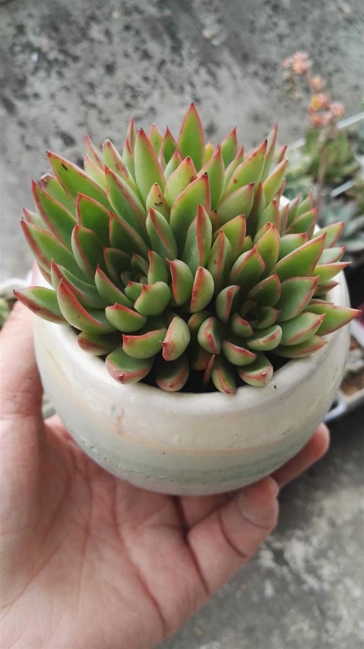 多肉植物烂肉怎样处理,预防多肉根部腐烂的方法