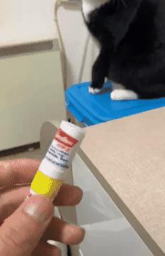 猫咪爪子被烫了怎么办,猫咪爪子被割伤怎么处理