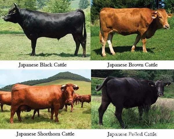 神户牛肉蓝鳍金枪鱼,神户牛