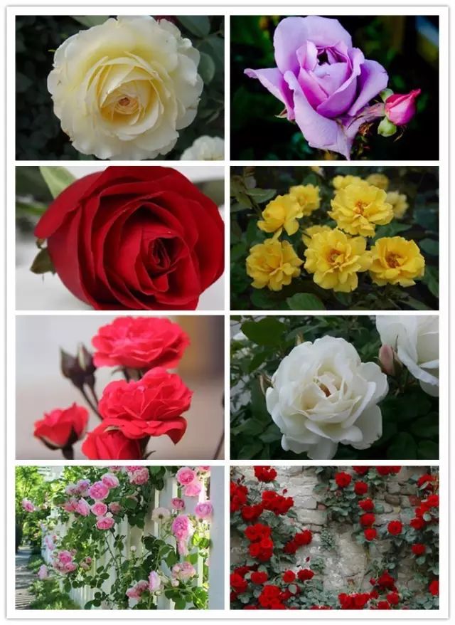 北方喜阴的室内植物花卉有哪些,喜阴耐寒的室外花卉植物有哪些