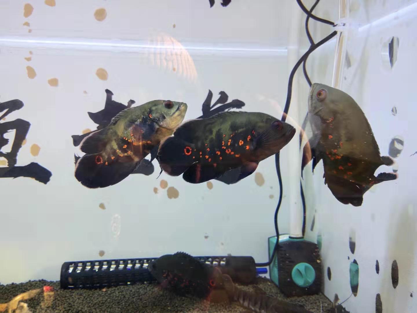 地图鱼会不会撑死,地图鱼为什么那么凶