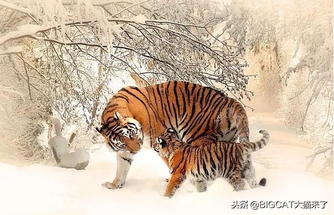 古人记载老虎和狮子哪个更猛,关于老虎和狮子真实记载