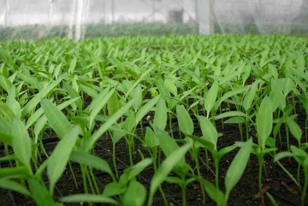 辣椒种植后如何施肥,辣椒种植后怎么生根